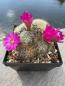 Preview: Sulcorebutia patriciae